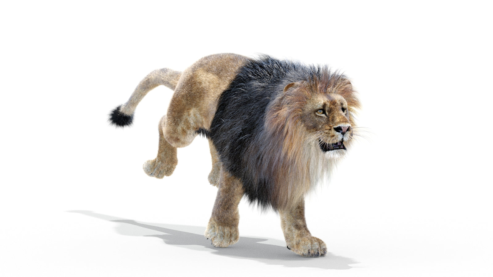 Animated Lion 3D Model with Fur 360° view 3 frame 11