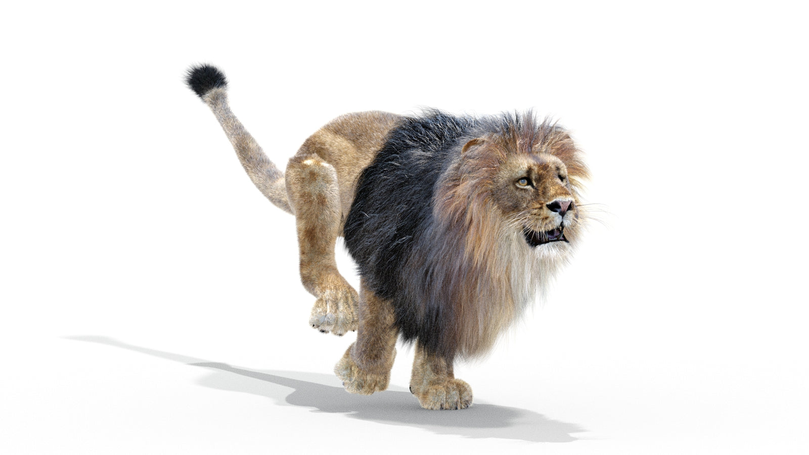 Animated Lion 3D Model with Fur 360° view 3 frame 13