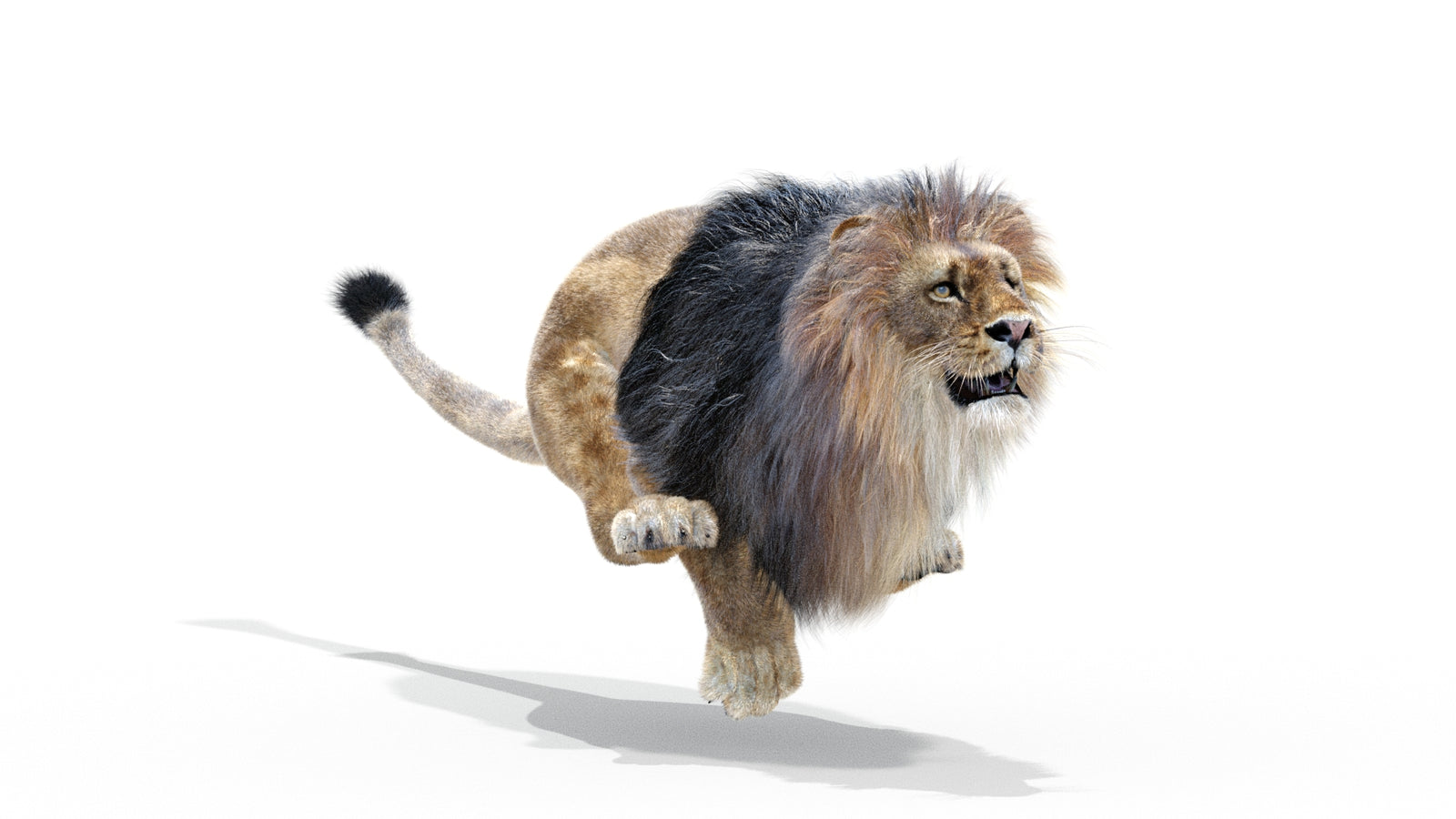 Animated Lion 3D Model with Fur 360° view 3 frame 15