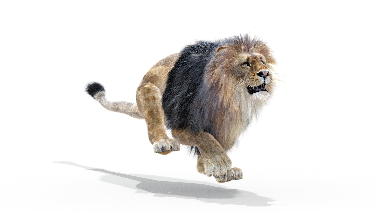 Animated Lion 3D Model with Fur 360° view 3 frame 17