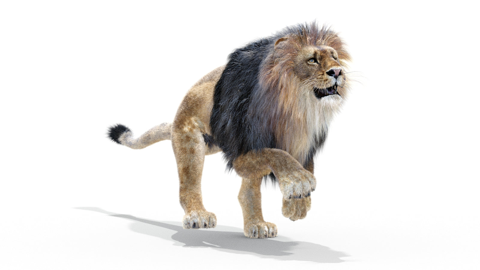 Animated Lion 3D Model with Fur 360° view 3 frame 19