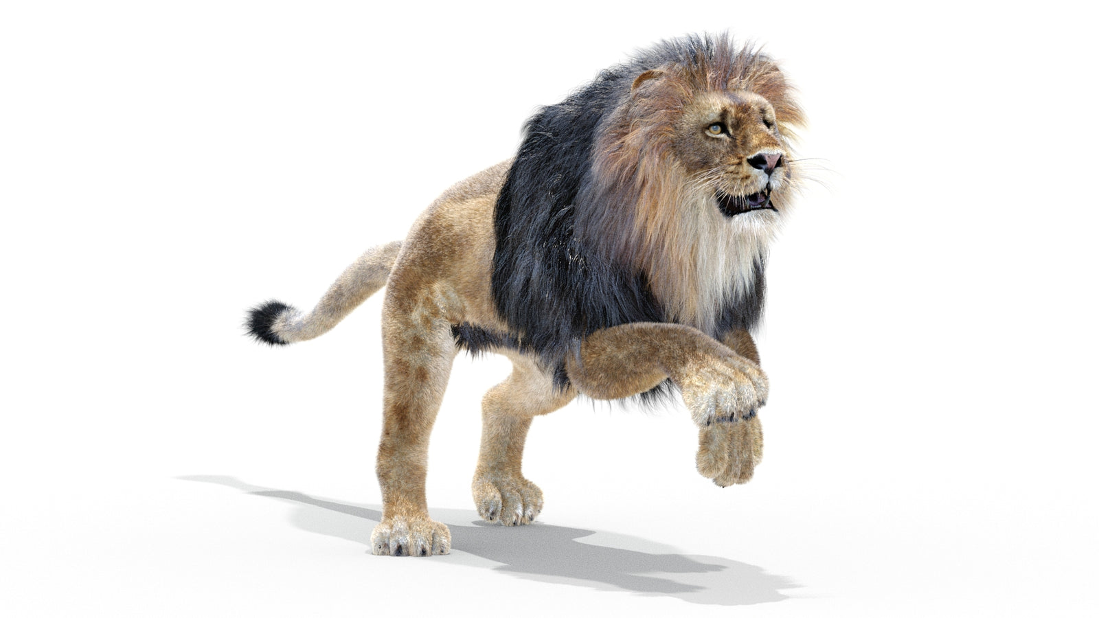 Animated Lion 3D Model with Fur 360° view 3 frame 21