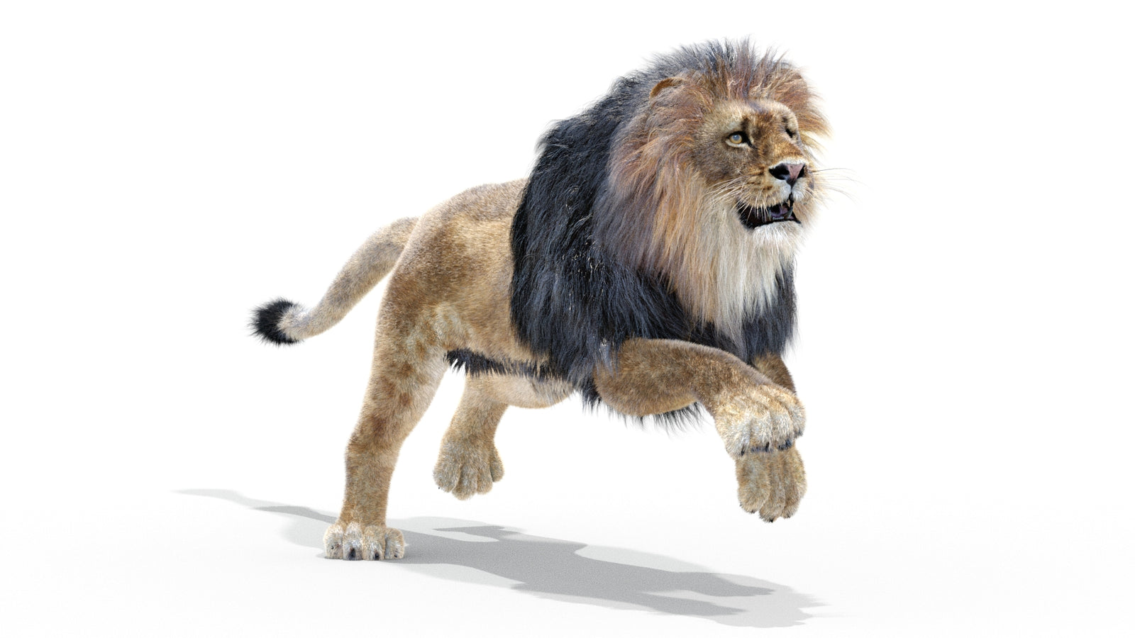 Animated Lion 3D Model with Fur 360° view 3 frame 22