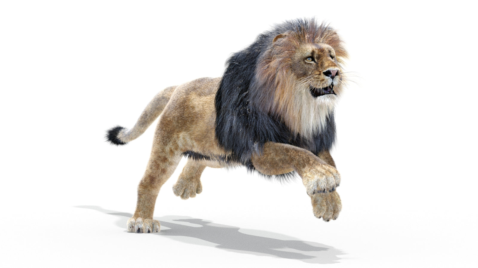 Animated Lion 3D Model with Fur 360° view 3 frame 23