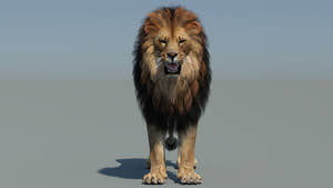 Realistic lion 3D Model for game Thumbnail