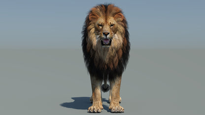 Realistic lion 3D Model for game