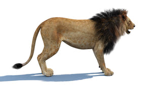Realistic Lion 3D Model download Thumbnail