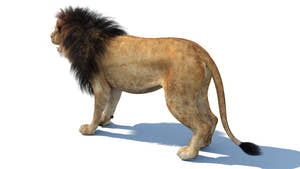 Realistic Lion 3D Model download Thumbnail