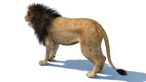 Realistic Lion 3D Model download Thumbnail