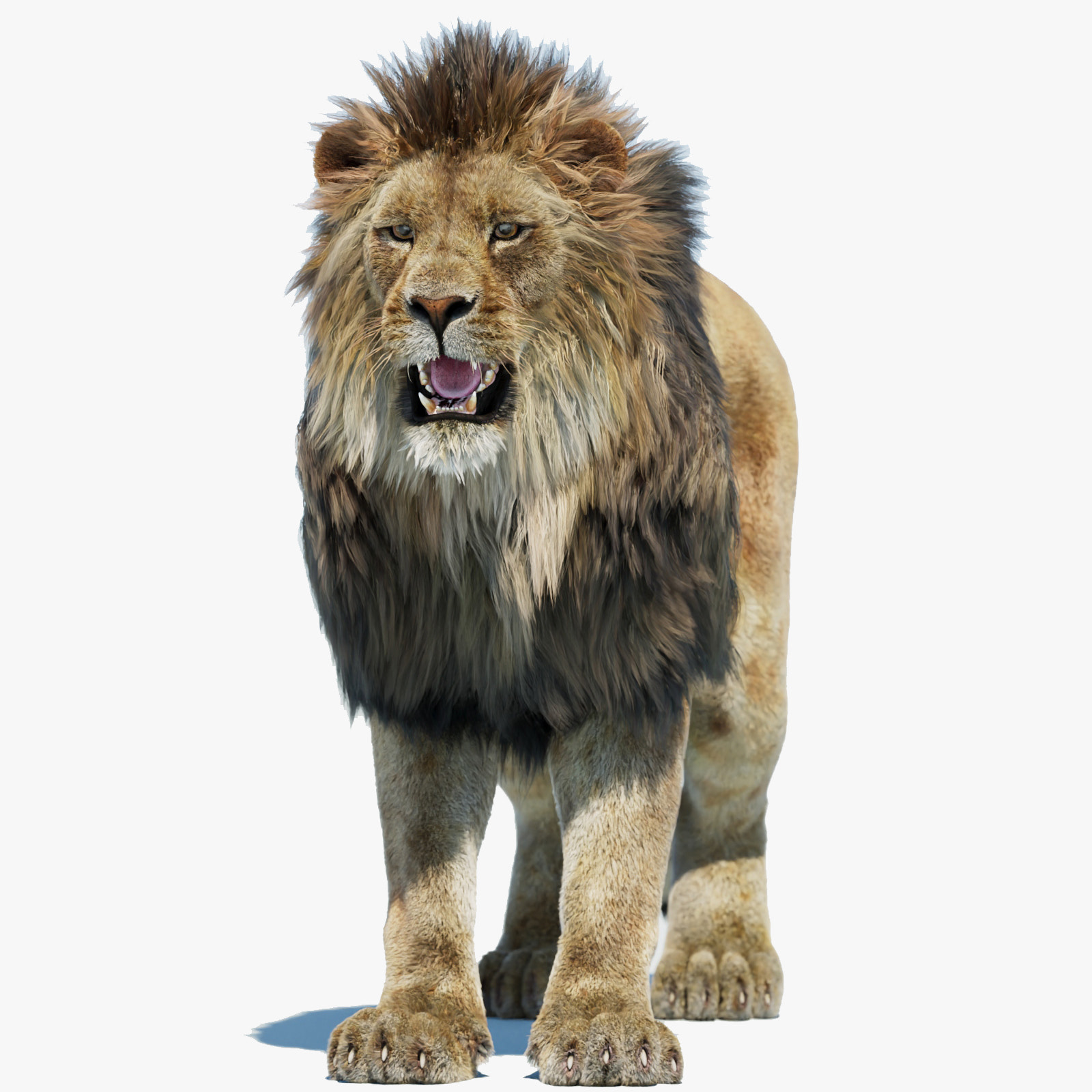 Realistic Lion 3D Model with Fur Cover