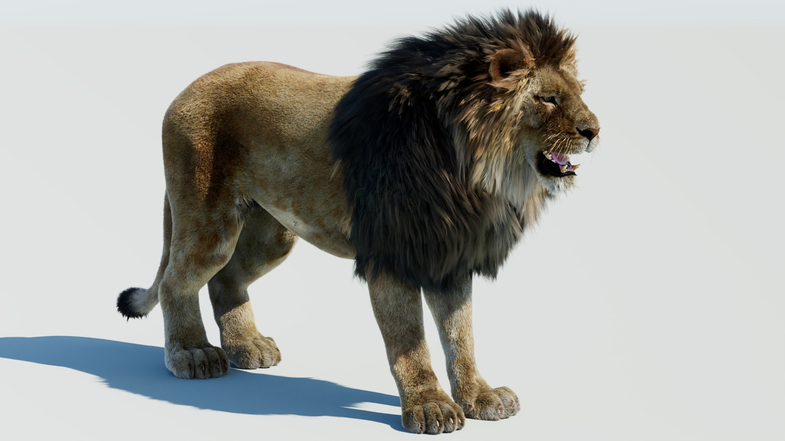 Realistic Lion 3D Model with Fur for Download