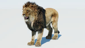 Lion 3D Model with Fur for VFX Thumbnail