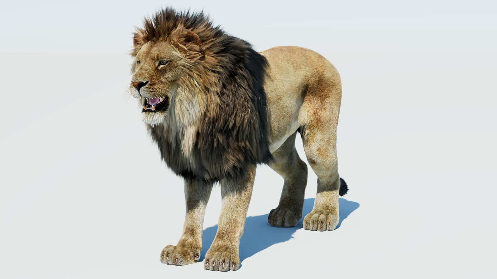Lion 3D Model with Fur for VFX