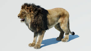 Realistic Lion 3D Model with Fur Thumbnail