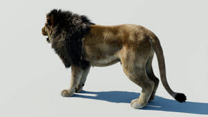 Lion 3D Model with 3ds Max Hair and Fur Thumbnail