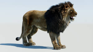 Lion 3D Model with Fur for Rendering Projects Thumbnail