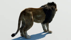 Lion 3D Model with Fur for Film Production Thumbnail