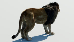 Lion 3D Model with Fur for Film Production Thumbnail