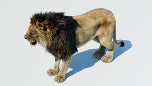 Lion 3D Model with Fur for VFX Thumbnail
