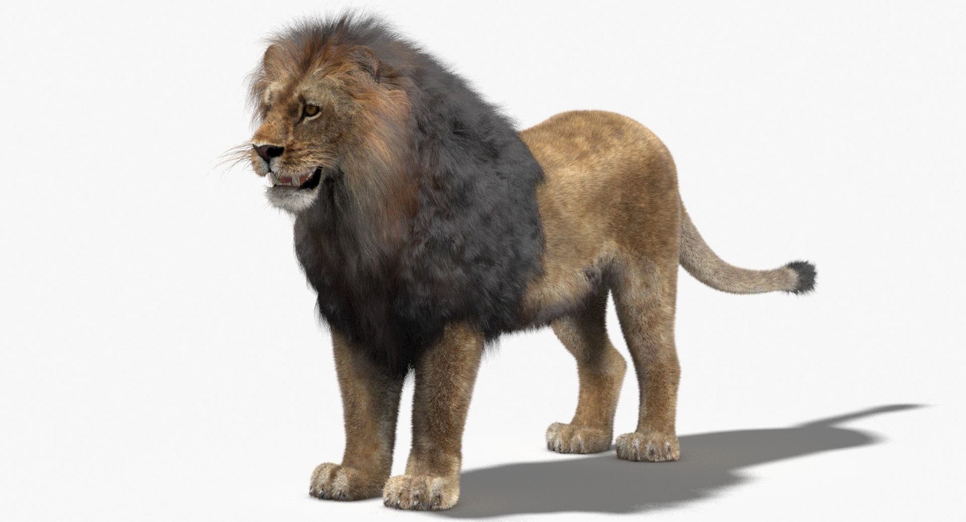 Lion 3D Model with Fur