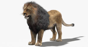 Lion 3D Model with Fur Thumbnail