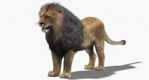 Lion 3D Model with Fur Thumbnail