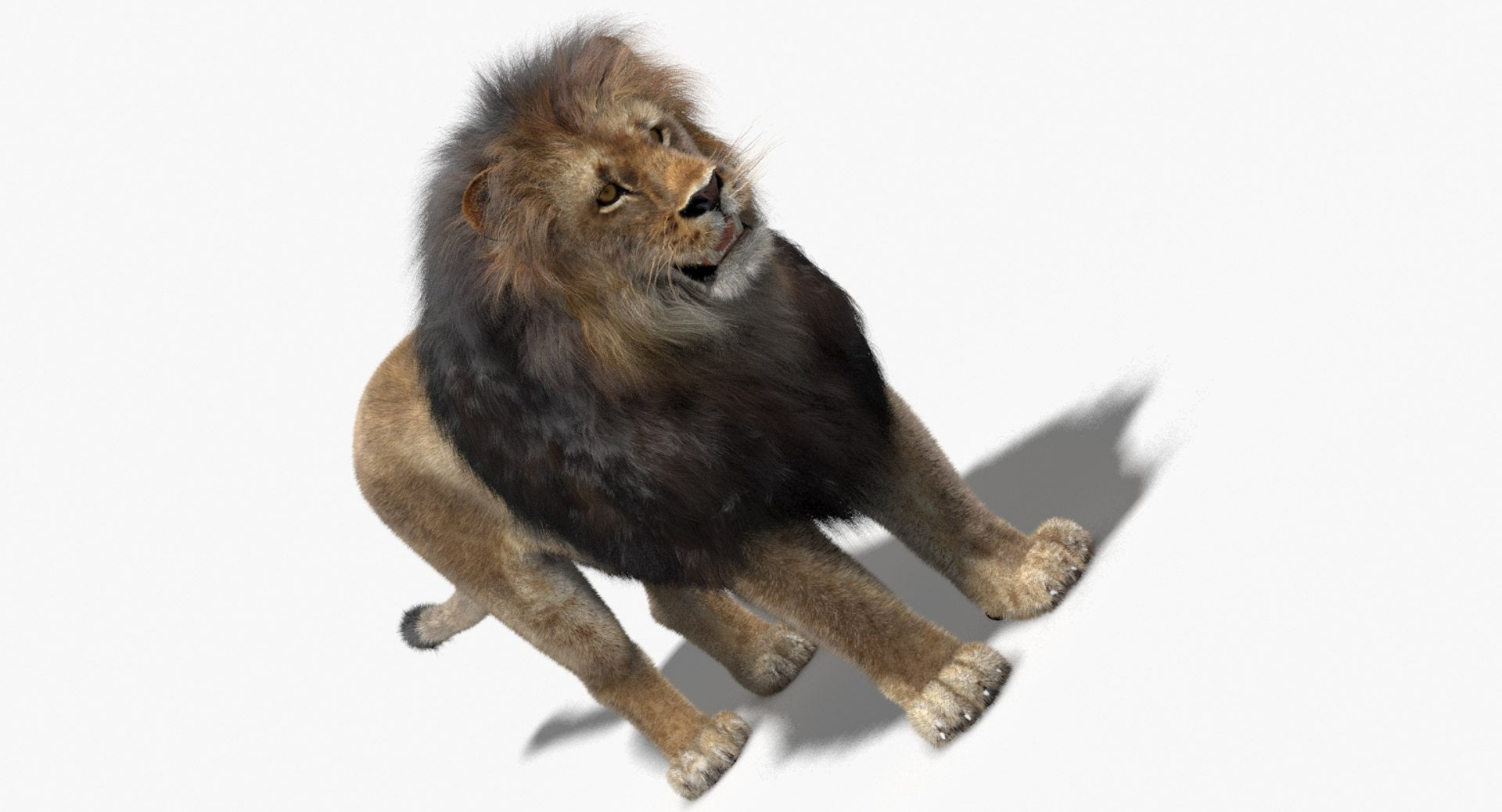 Lion 3D Model with Fur your rendering project
