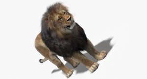 Lion 3D Model with Fur your rendering project