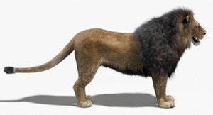Realistic grromed Lion 3D Model with Fur Thumbnail
