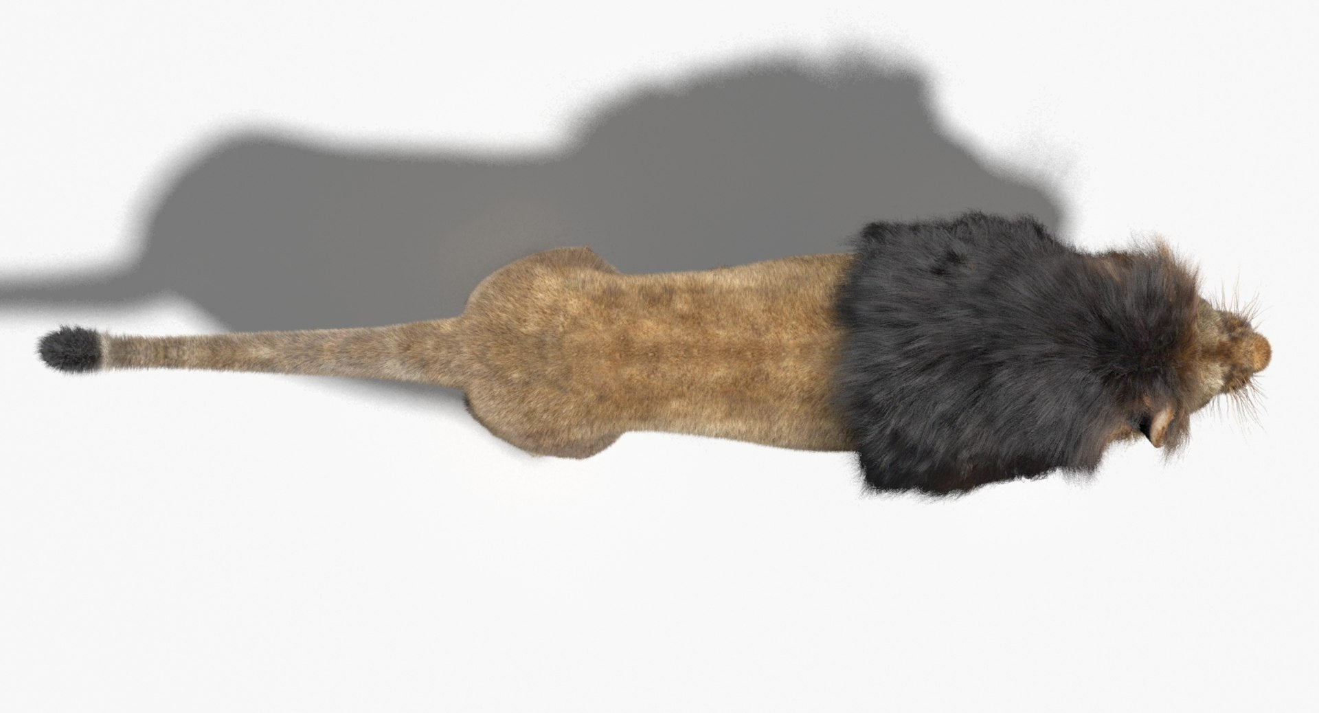 Lion 3D Model with Fur, Top View