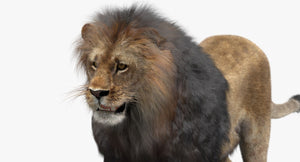 Lion 3D Model with Fur, Close Up View
