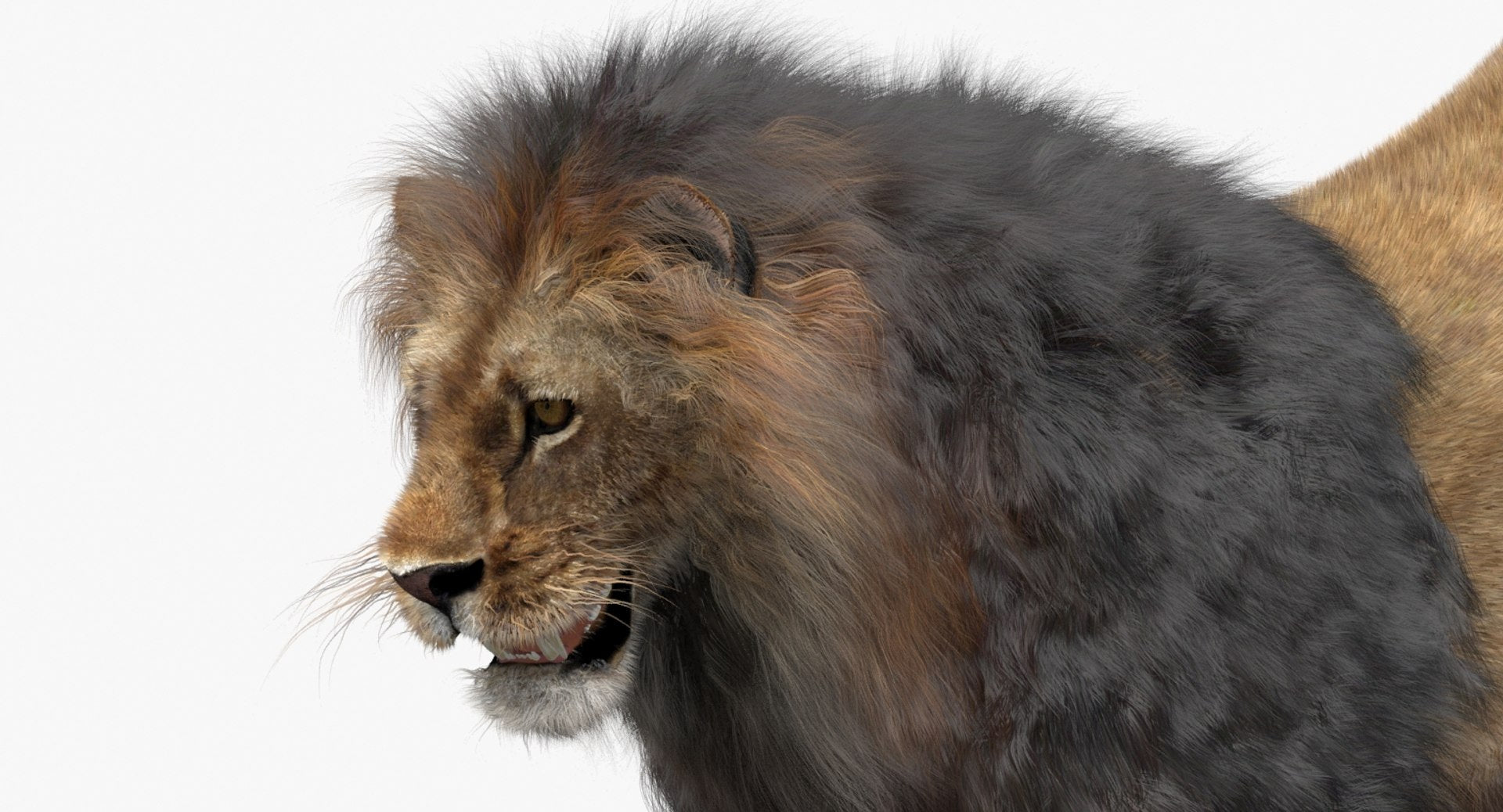 Lion 3D Model with Fur, Close Up View