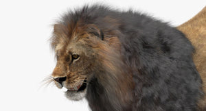 Lion 3D Model with Fur, Close Up View