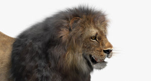 Lion 3D Model with Fur, Close Up View