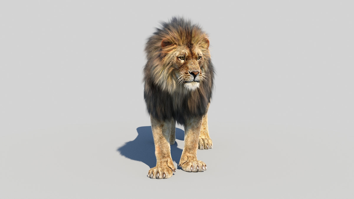 Animated Lion 3D Model Fur - 360 Degree View