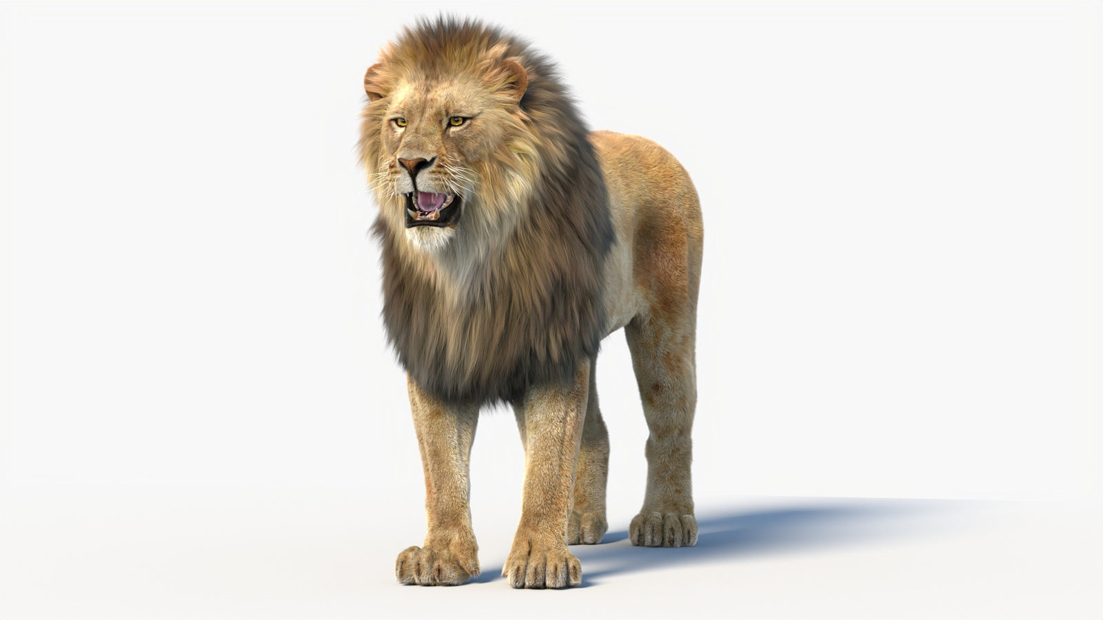 Animated Lion 3D Model with Fur 360° view 1 frame 2