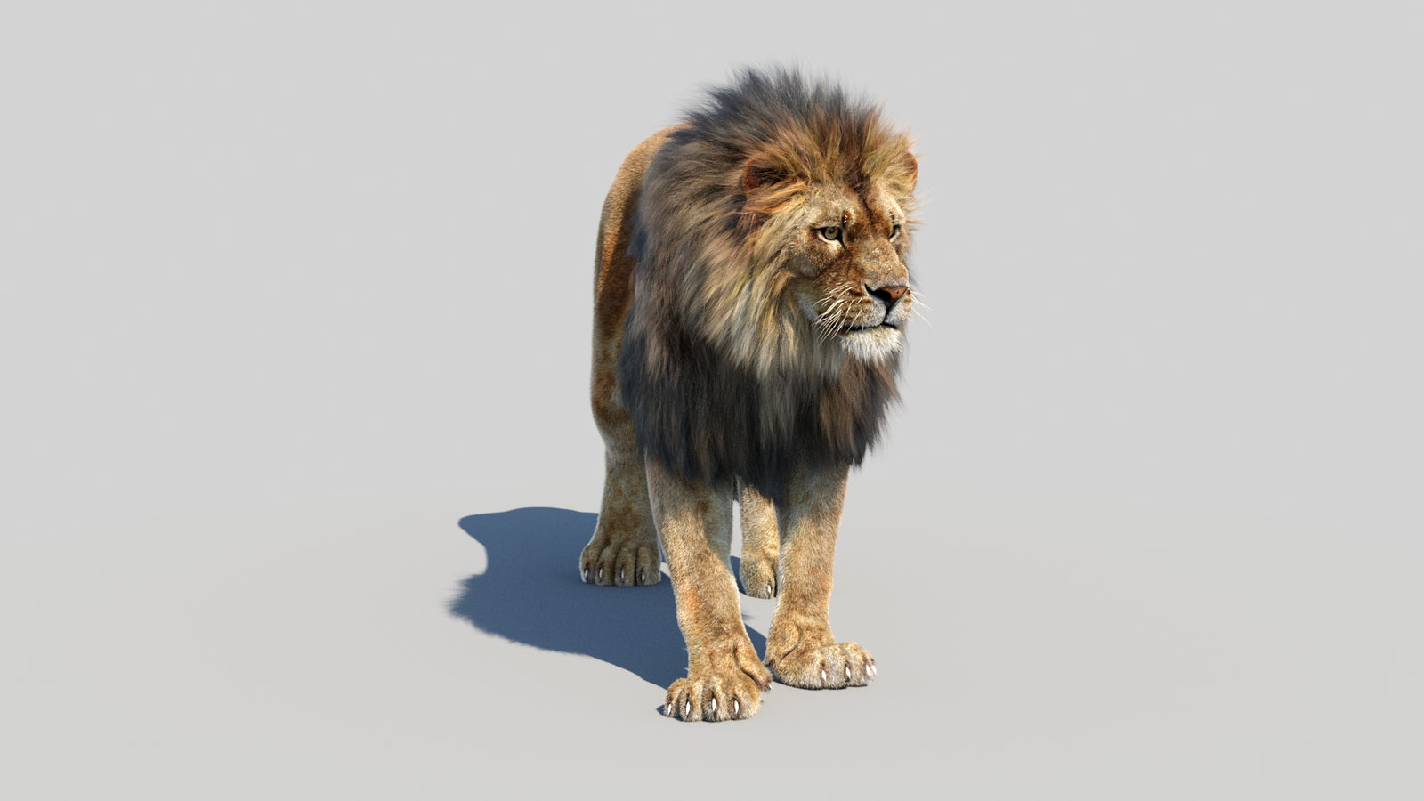 Animated Lion 3D Model Fur 360° view 1 frame 2