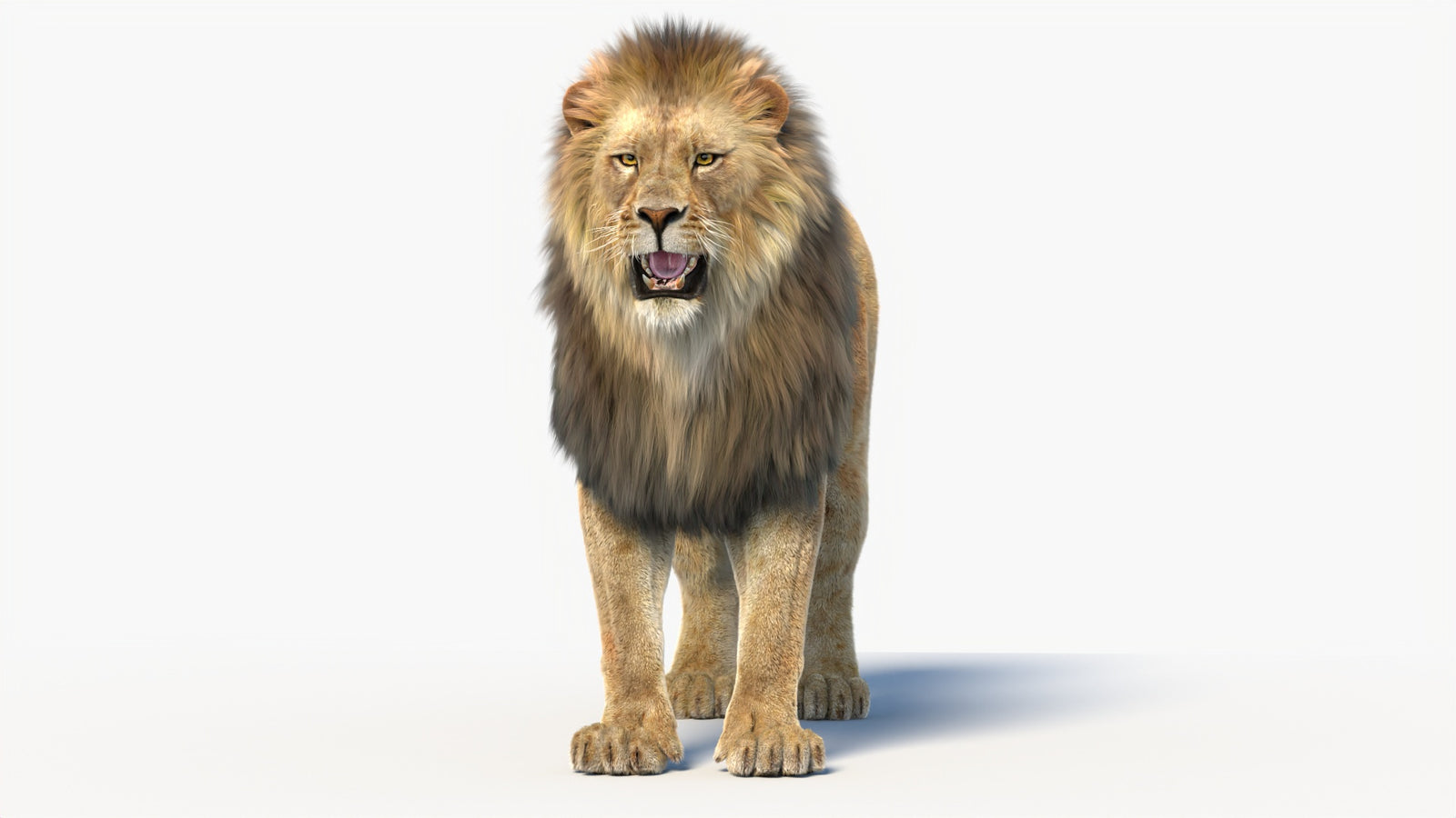 Animated Lion 3D Model with Fur 360° view 1 frame 3