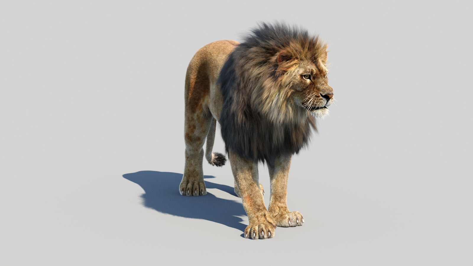 Animated Lion 3D Model Fur 360° view 1 frame 3