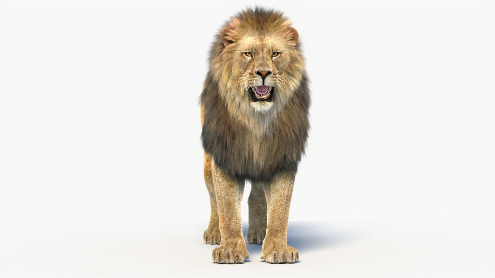 Animated Lion 3D Model with Fur 360° view 1 frame 4