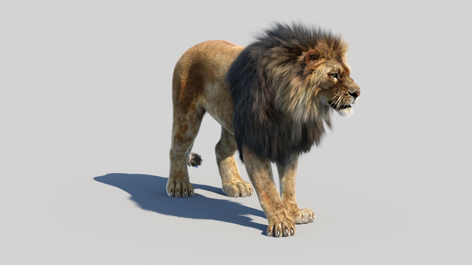 Animated Lion 3D Model Fur 360° view 1 frame 4