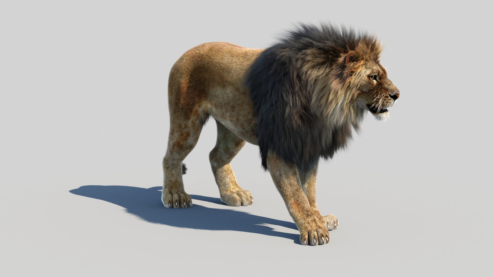 Animated Lion 3D Model Fur 360° view 1 frame 5