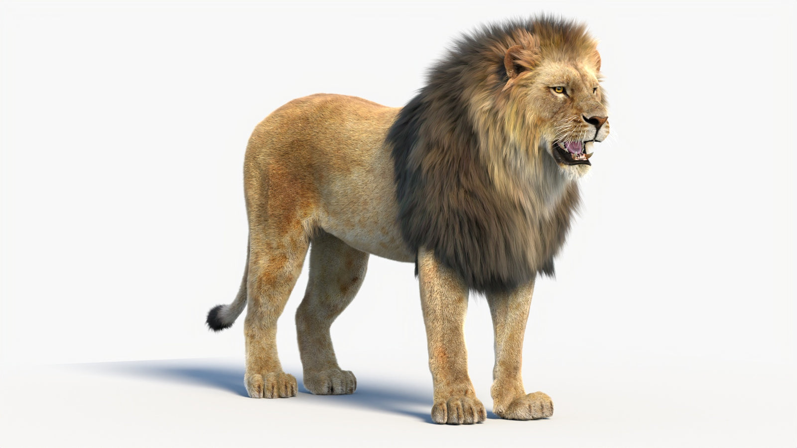 Animated Lion 3D Model with Fur 360° view 1 frame 7