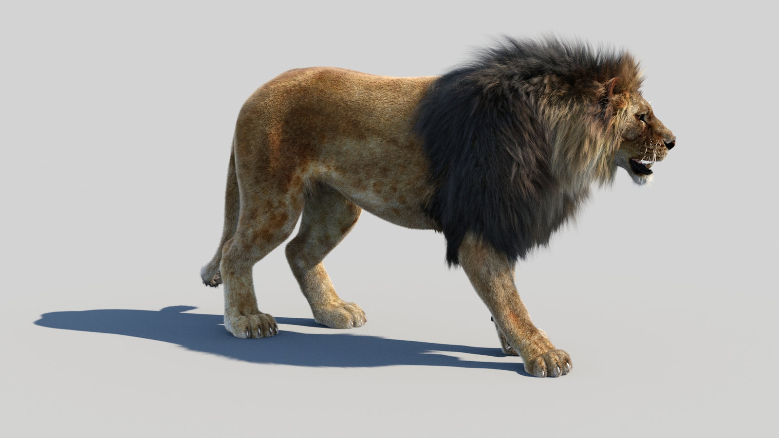 Animated Lion 3D Model Fur 360° view 1 frame 7