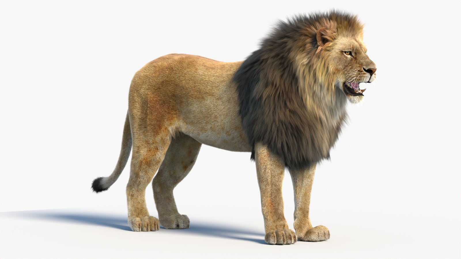Animated Lion 3D Model with Fur 360° view 1 frame 8