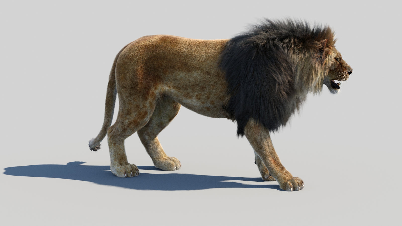 Animated Lion 3D Model Fur 360° view 1 frame 8