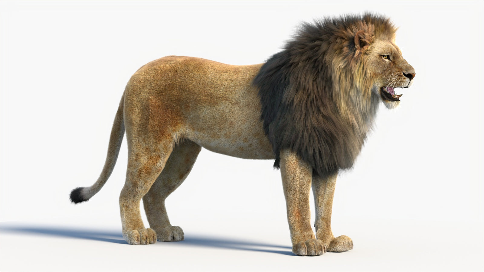 Animated Lion 3D Model with Fur 360° view 1 frame 9