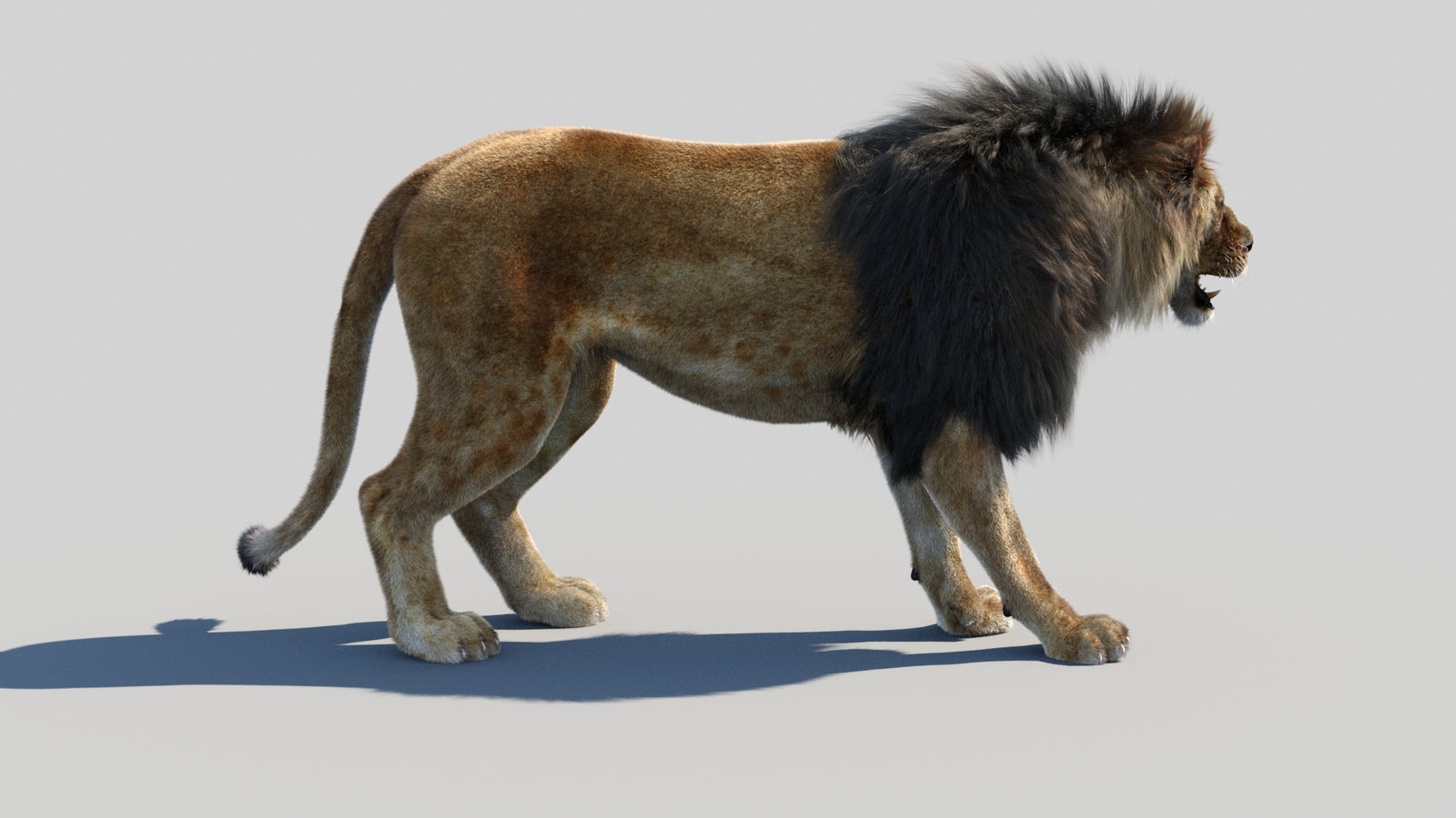 Animated Lion 3D Model Fur 360° view 1 frame 10