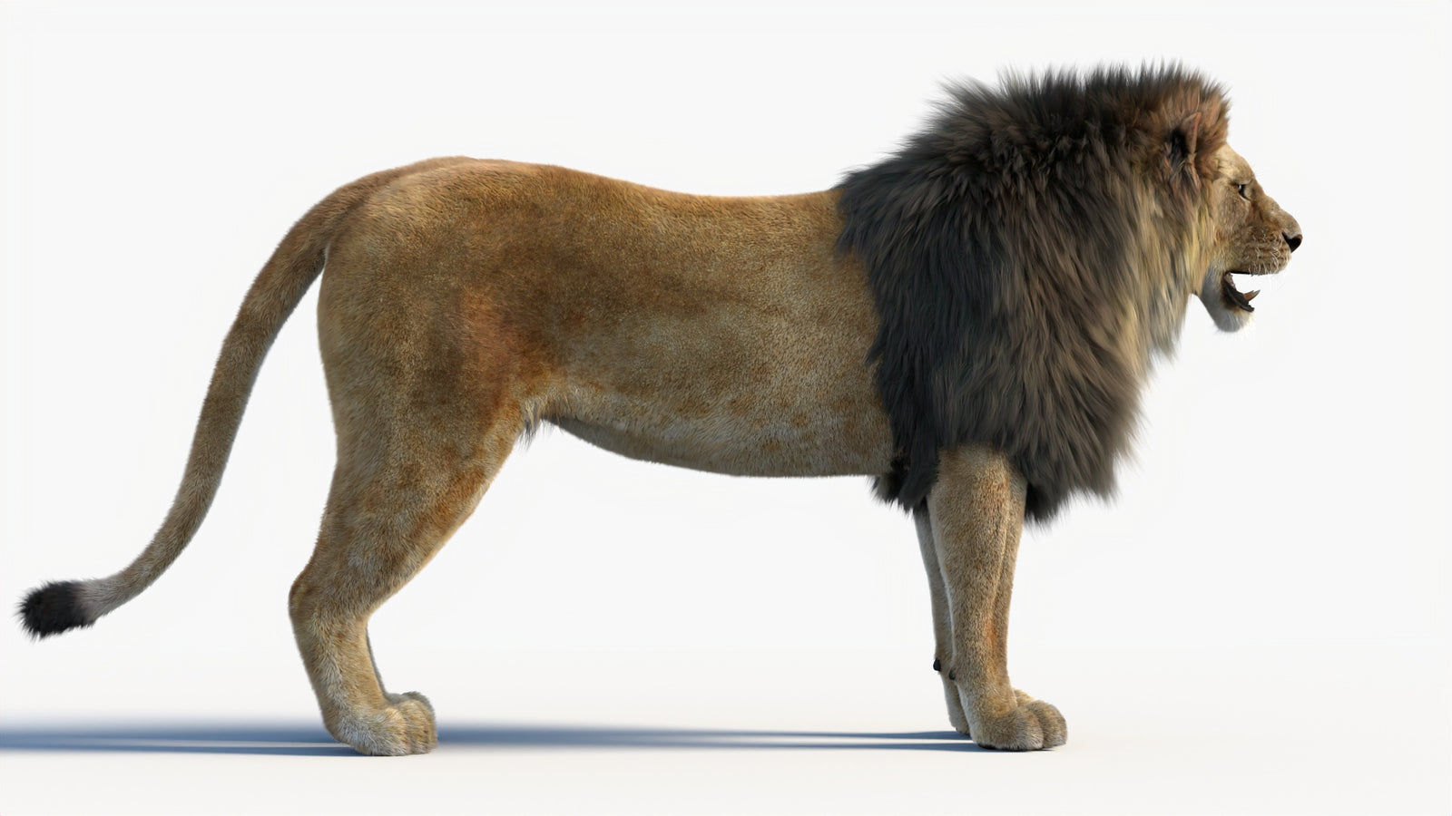 Animated Lion 3D Model with Fur 360° view 1 frame 13