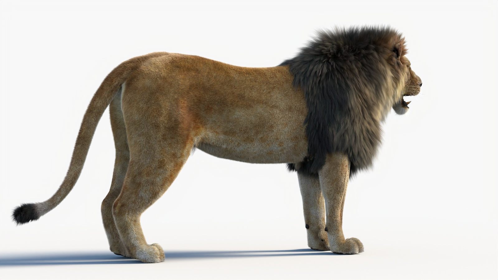 Animated Lion 3D Model with Fur 360° view 1 frame 15